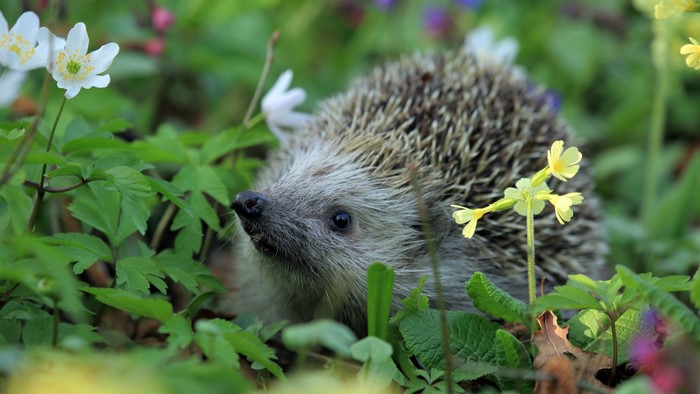 Hedgehog in a field of wildflowers