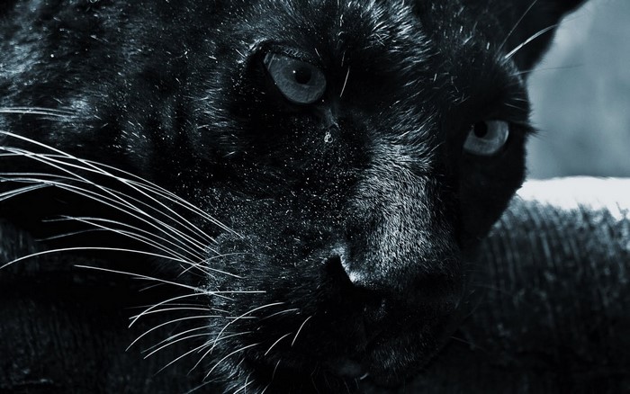 Close-up of a black panther's face