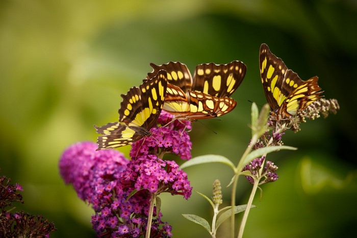 Two butterflies on a purple flower