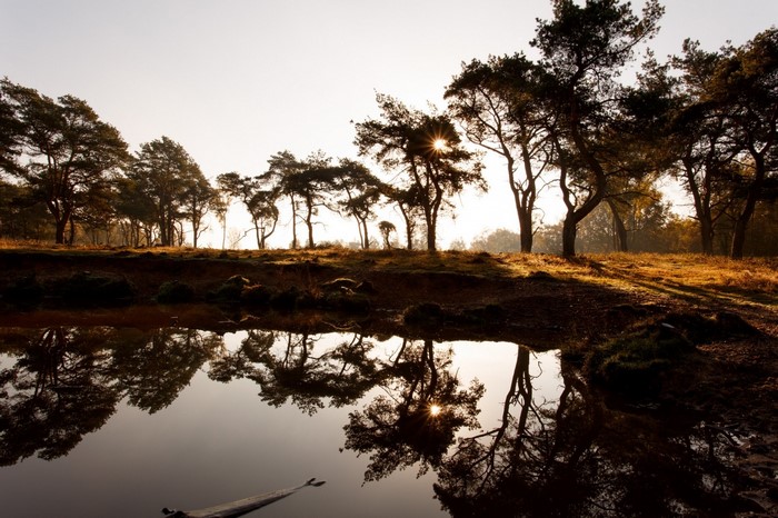 Trees reflecting in water at sunrise