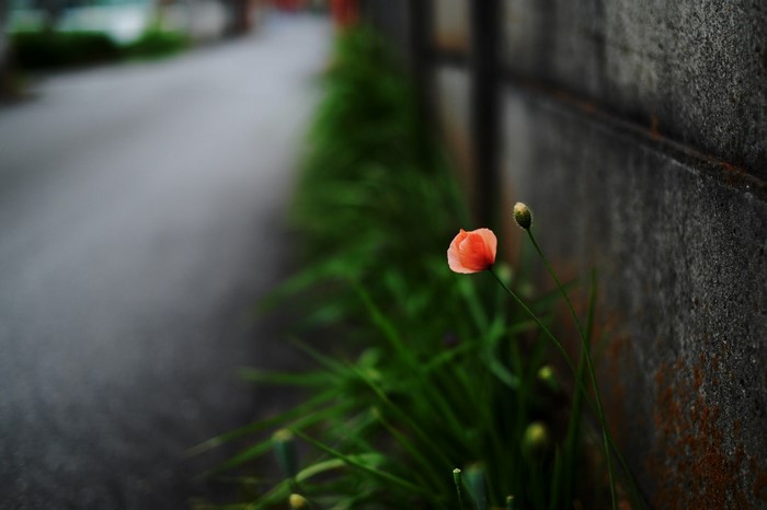 Single Orange Flower Beside a Concrete Wall