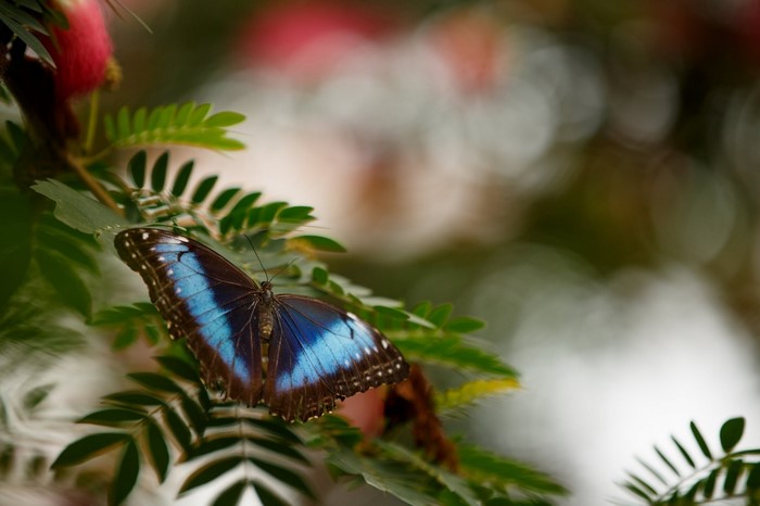 Blue Morpho butterfly on green leaves with pink flowers