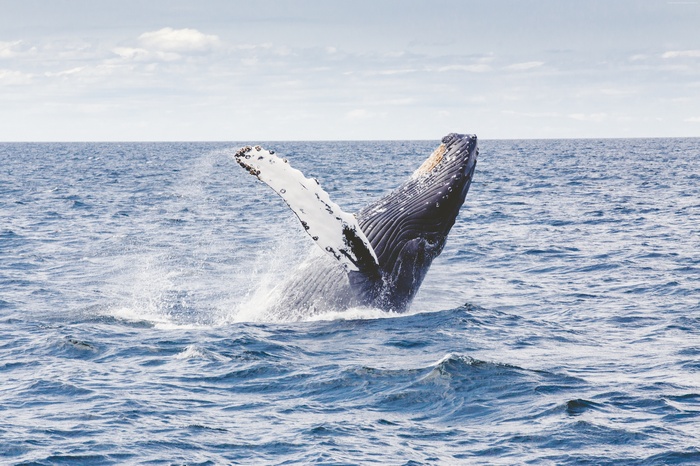 Humpback whale breaching in the ocean
