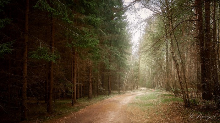 Dirt path through a sunlit forest with tall trees