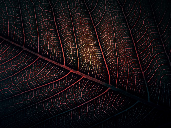 Close-up of a leaf's intricate vein pattern