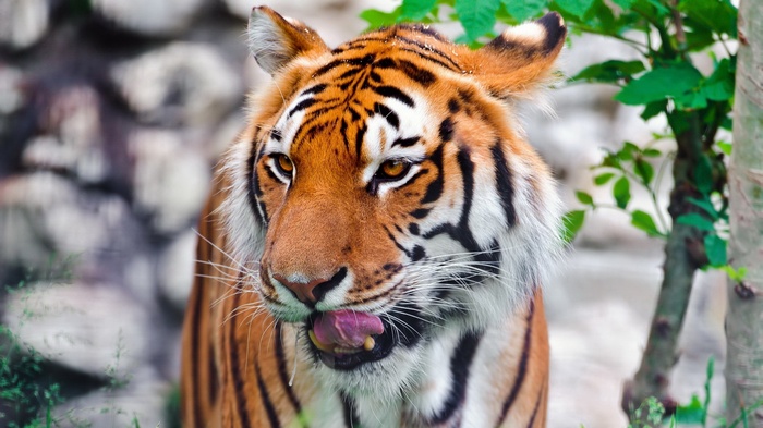 Tiger licking its nose in a forest