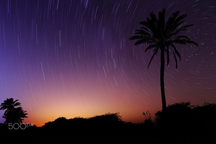 Palm trees silhouetted against star trails at sunset