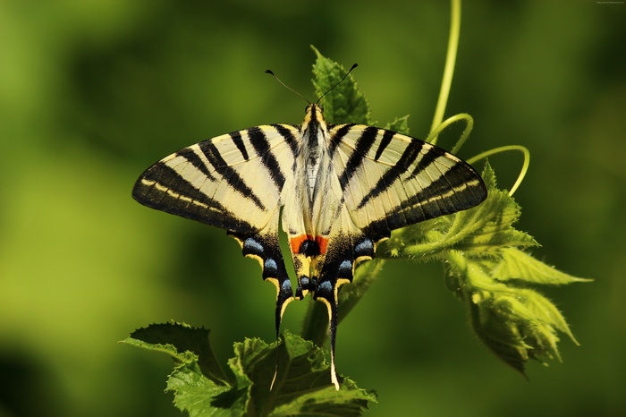 Butterfly with black and yellow stripes on green leaves