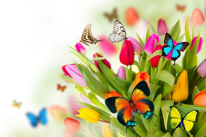 flowers, tulips, butterfly, 4k