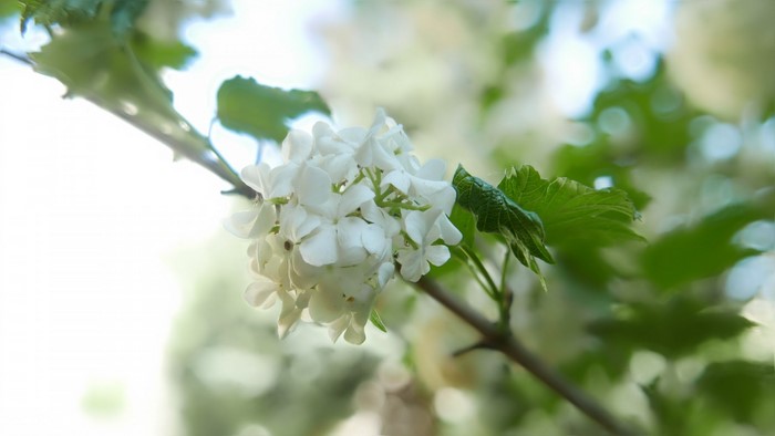Close up of white flowers on a branch