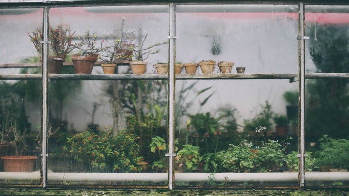 Greenhouse window with potted plants