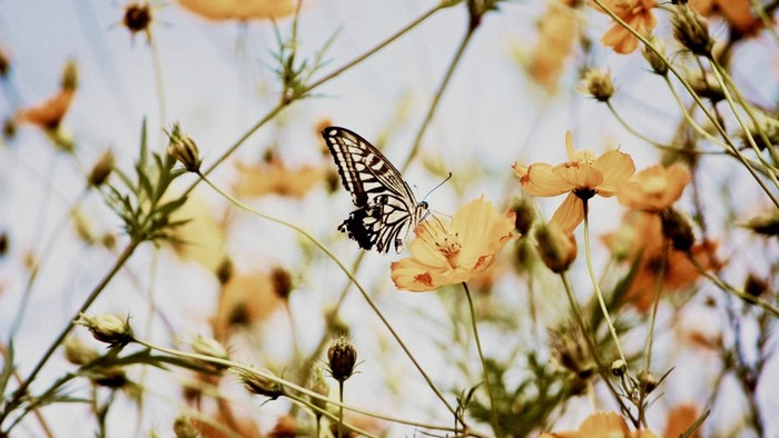 Butterfly on a yellow flower with plants