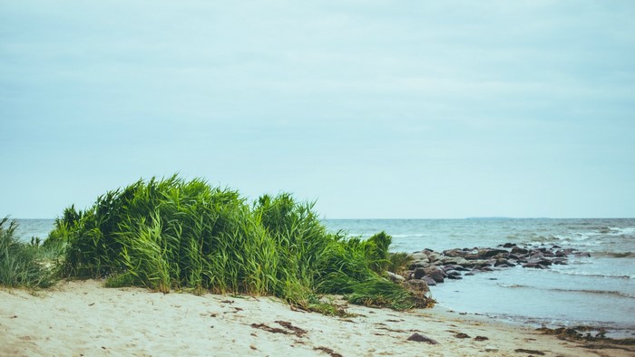 Sandy beach with green reeds and rocky breakwater