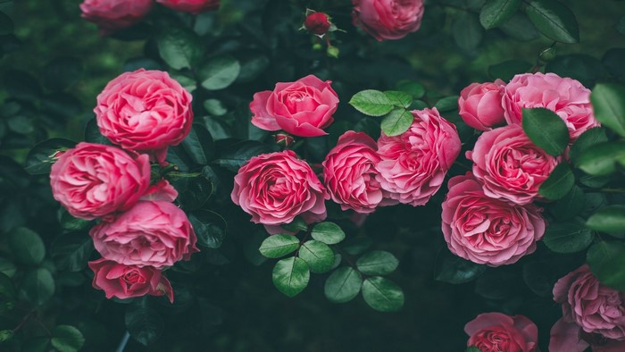 Pink garden roses with dark green leaves