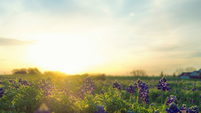 Field of bluebonnets at sunset