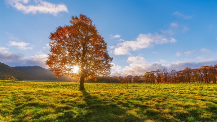 Autumn tree in a grassy field at sunrise