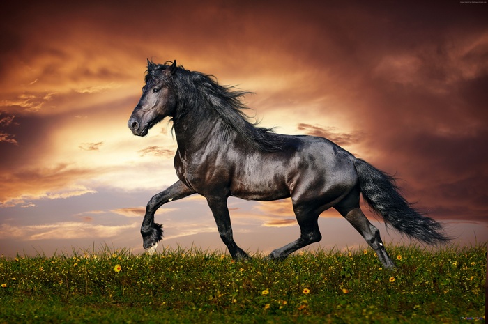 sunset, black, sky, mane, green grass, galloping, 5k, horse, hooves, 4k, clouds