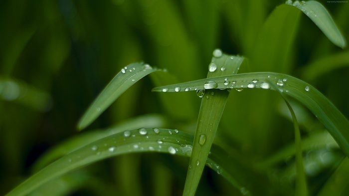 Macro view of grass with water drops