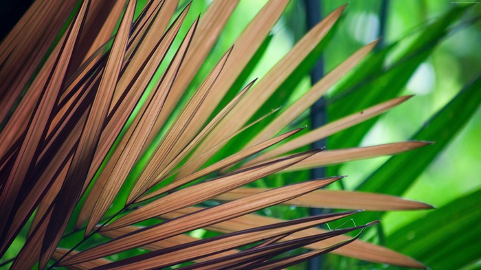 Brown and green palm leaves