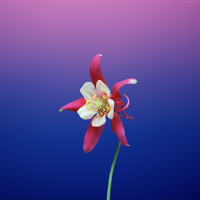 Red and white columbine flower