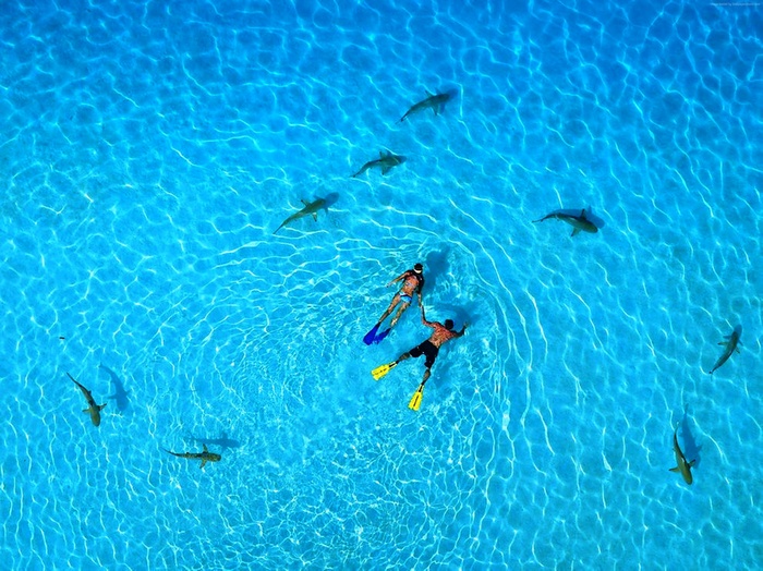 Snorkeling with sharks in French Polynesia