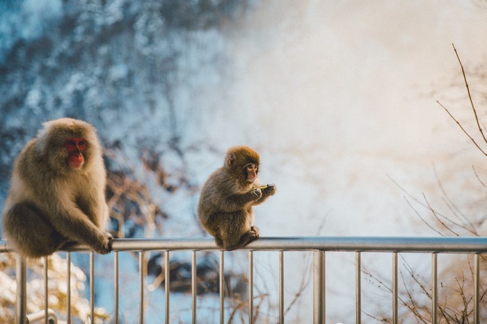 Two Japanese macaques on a railing in the snow