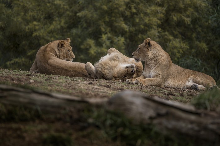 Three lions relaxing on grassy terrain with trees in background