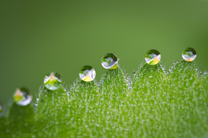 Dew drops on a green leaf