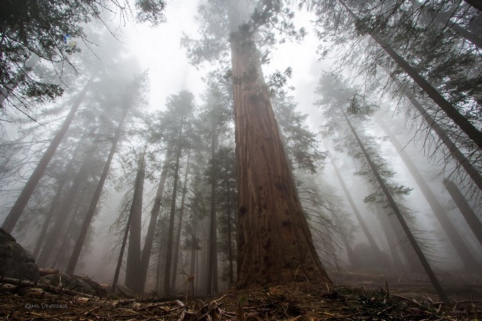 Misty forest with giant redwood trees