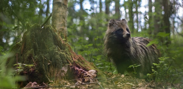 Raccoon in a mossy forest next to a tree stump