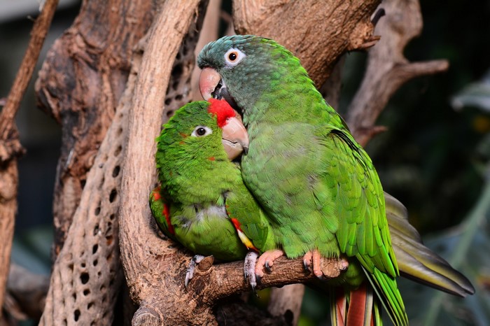 Two green parrots perched on a branch