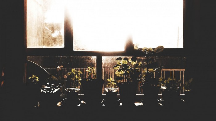 Plants on a windowsill with sunlight through the window