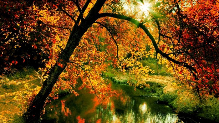 Autumn forest with a stream and sunlight filtering through trees