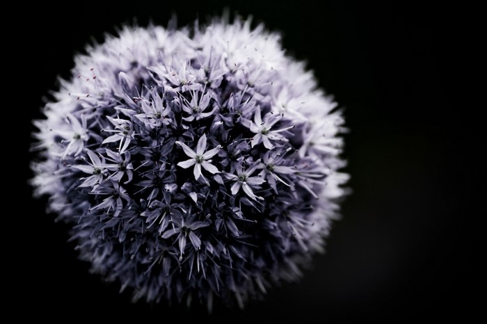 Close-up of a purple allium flower
