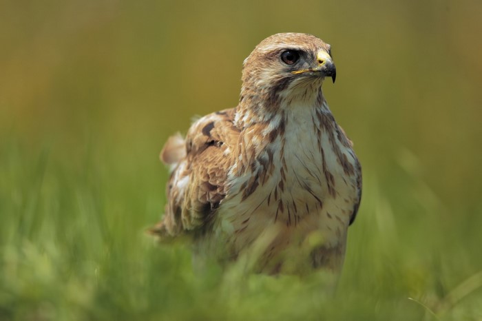 Buzzard bird of prey in green grass