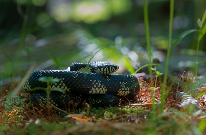 Black and white patterned snake coiled on mossy ground