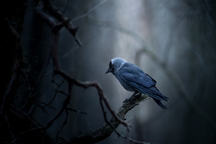 A dark blue bird perches on a branch in a dark forest