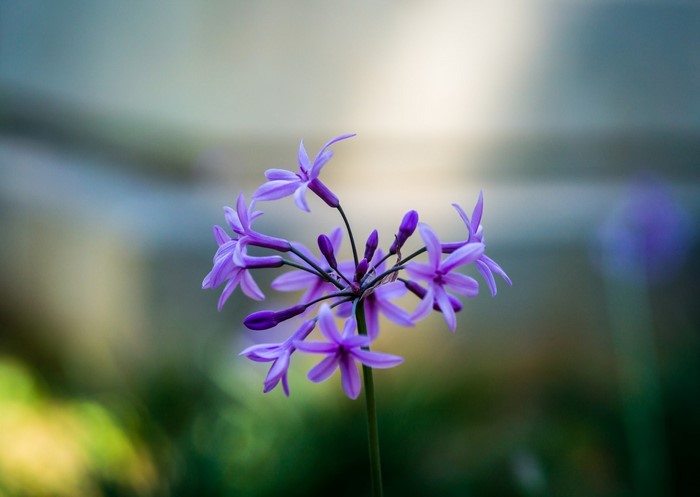 Close up of purple flowers with sunlight