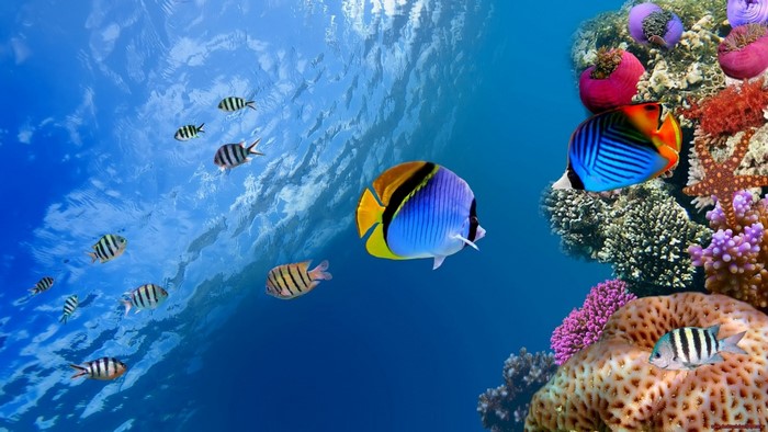 Underwater coral reef with various fish and anemones