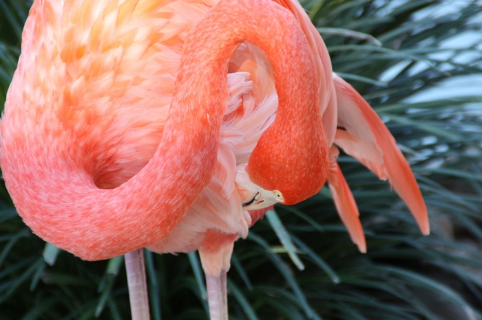 Flamingo grooming its feathers in front of greenery