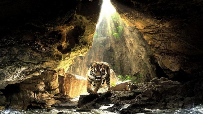 Tiger walking out of a cave with sunlight