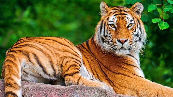 Tiger resting on a rock with green foliage