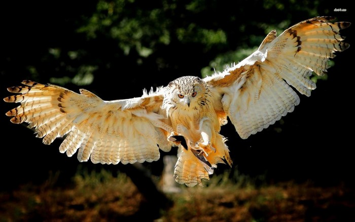 Close up of a flying owl with wings spread