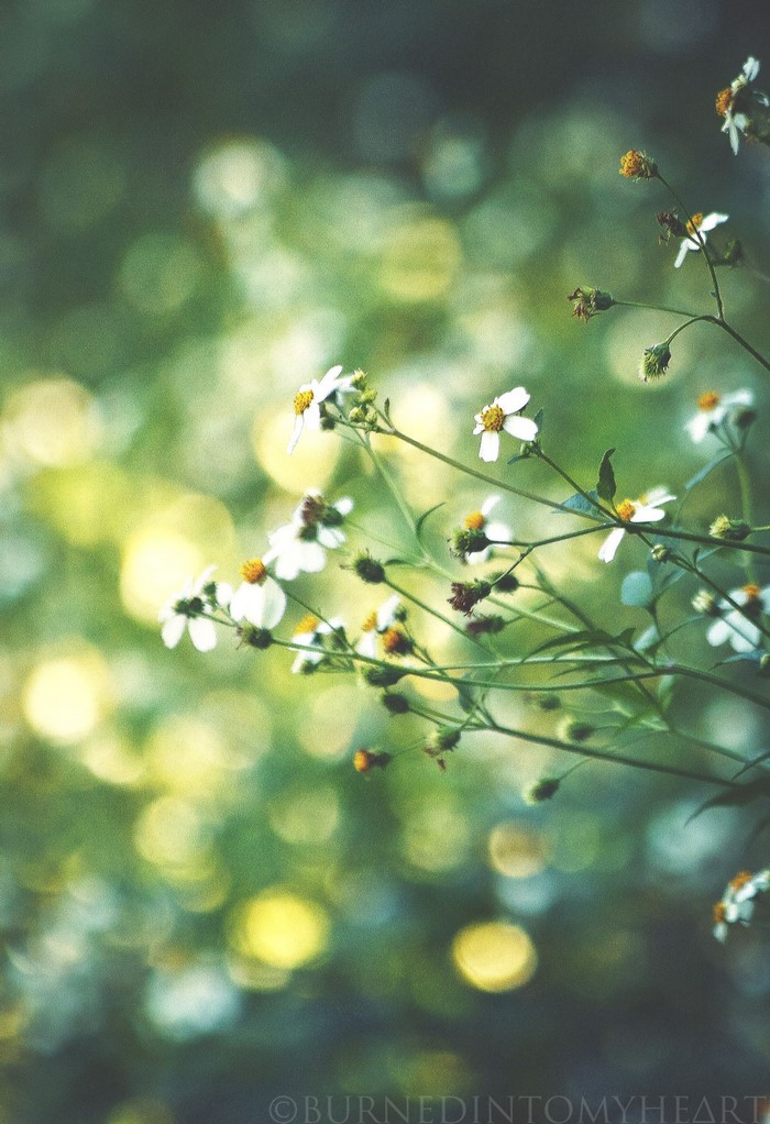 White daisies with yellow centers on green background