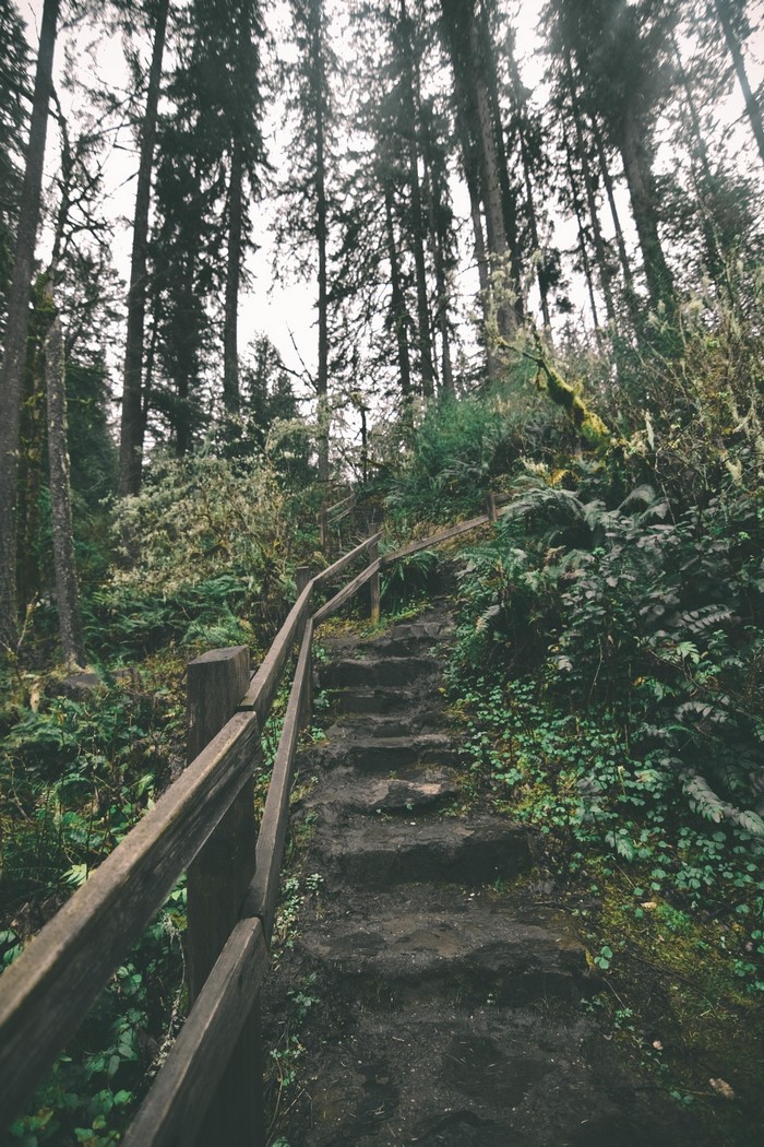 Wooden steps with a railing in a forest