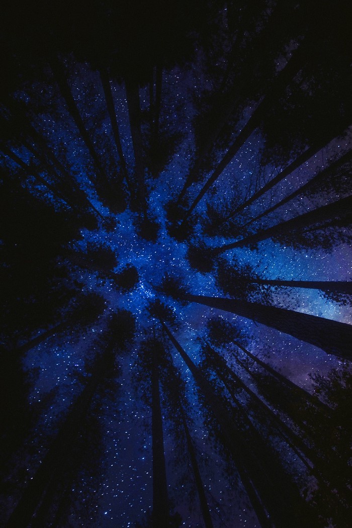 Tall trees silhouetted against a starry night sky