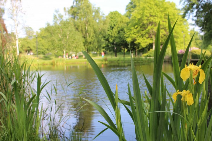 Yellow irises bloom by a tranquil lake in a park