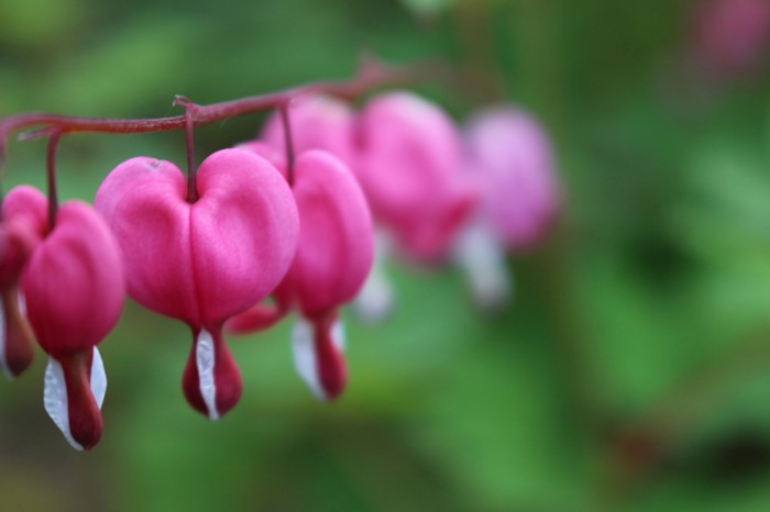 Close up of pink bleeding heart flowers