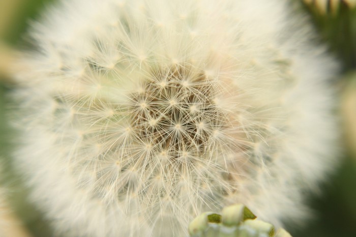 Close-up of a dandelion seed head
