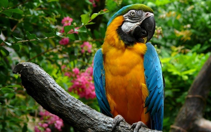 Blue and yellow macaw perched on a branch